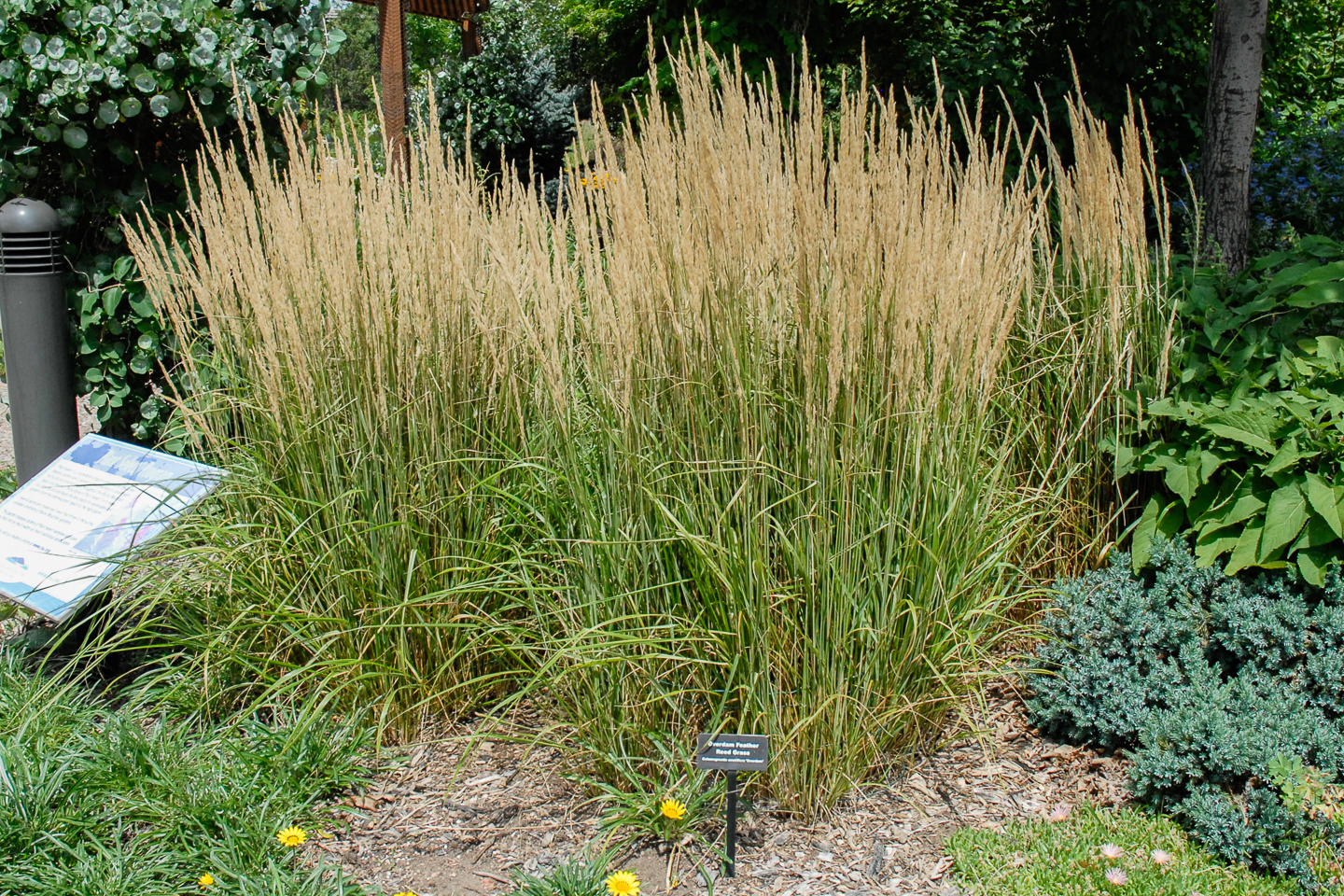Overdam Feather Reed Grass